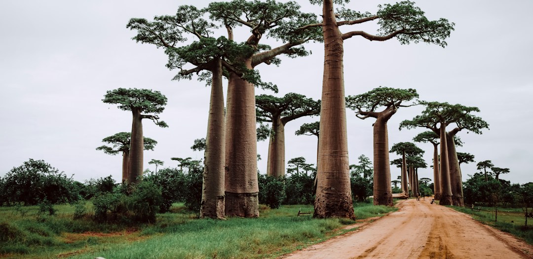 Allée des baobabs, Madagascar